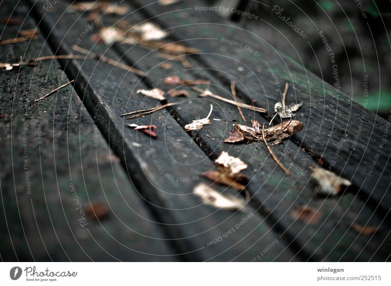 laub Natur Herbst Pflanze Blatt Bank Park alt gelb grau herbstlich Holz Leben Garten Zeit fallen liegen einfach nass schön Trauer trocken Herbstlaub Herbstwald