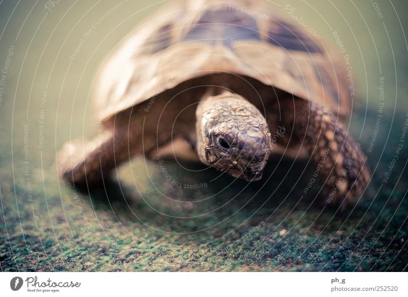 Panzer-Bokeh Tier Haustier Wildtier Schuppen Schildkröte Griechische Landschildkröte Schildkrötenpanzer 1 beobachten braun grün Krallen Teppich Farbfoto