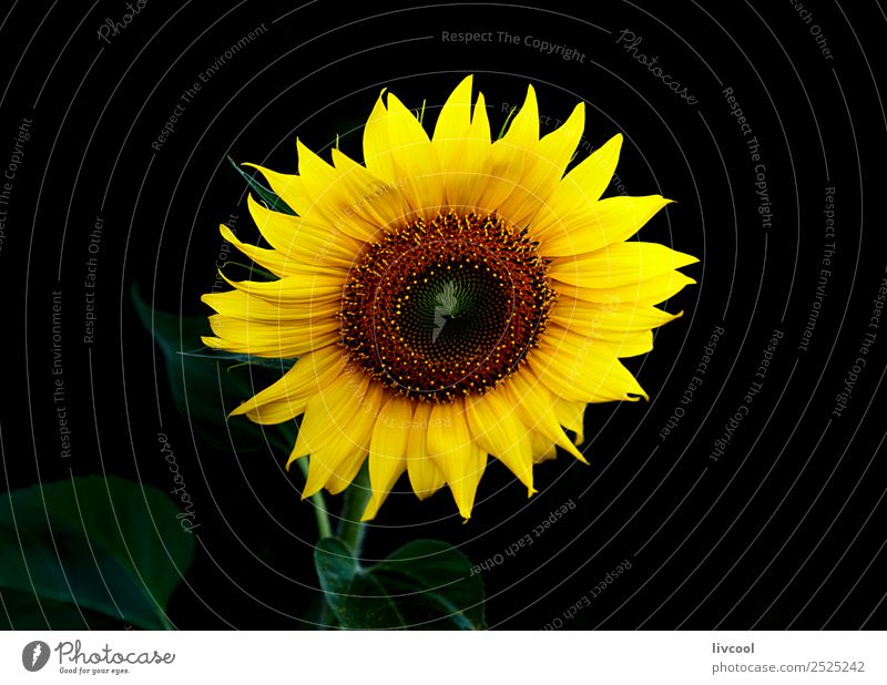 Sonnenblume im Dunkeln II Glück schön Sommer Garten Landschaft Pflanze Wolken Blume Blatt Hügel Dorf Coolness gelb grün schwarz Feld August helianthus anuus