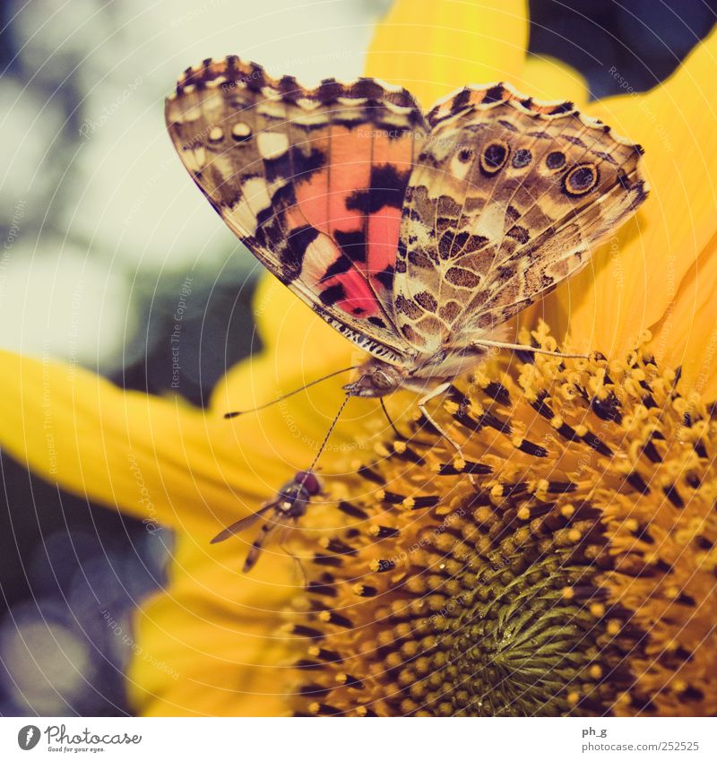 Meet me in the sunflower Pflanze Tier Blüte Sonnenblume Garten Wildtier Fliege Schmetterling Flügel Distelfalter Schwebfliege Fühler Rüssel Saugrüssel 2 Fressen