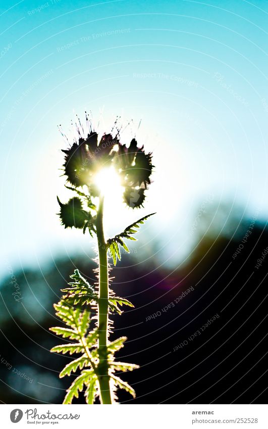 Blümchen im Gegenlicht Natur Pflanze Blatt Blüte Nutzpflanze Feld blau grün schwarz Frühlingsgefühle Kraft Stimmung Wachstum Farbfoto mehrfarbig Außenaufnahme