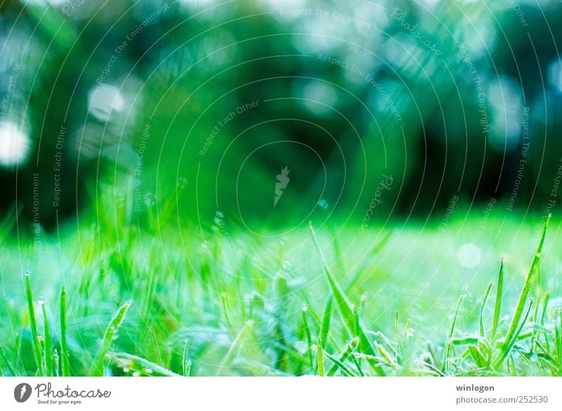 morning dew Natur Pflanze Erde grün Tau tauen Wassertropfen Morgen Frost kalt Unschärfe Frühlingstag nah Brennpunkt Makroaufnahme Wiese Unkraut