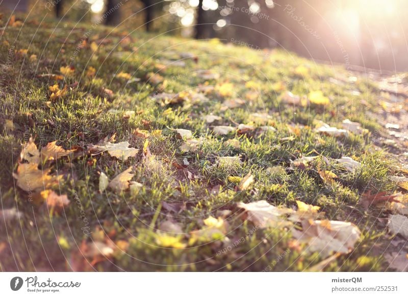 Herbstsonne. Umwelt Natur Landschaft ästhetisch Herbstlaub herbstlich Herbstbeginn Herbstfärbung Herbstwald Herbstwetter Herbstlandschaft Herbstwind Blatt Rasen