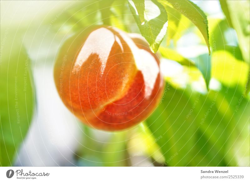 Pfirsich Umwelt Natur Pflanze Sommer Klima Klimawandel Baum Nutzpflanze Garten leuchten frisch Gesundheit lecker saftig gelb grün orange rot Frucht Obstbaum