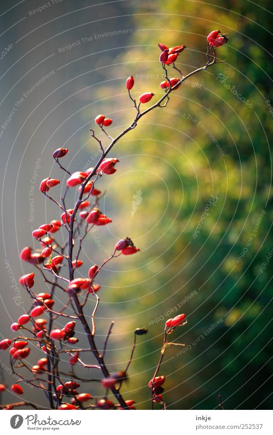 Herbstbogen Natur Pflanze Sträucher Hagebutten Hundsrose Beeren Ast verzweigt Bogen Wachstum dünn lang natürlich schön viele gelb grün rot Stimmung Duft Farbe