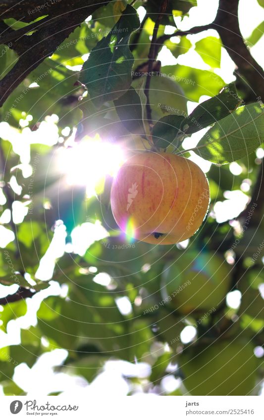 erntezeit Frucht Apfel Bioprodukte Sommer Herbst Schönes Wetter Pflanze Baum Blatt frisch Gesundheit glänzend natürlich gelb gold genießen Natur Vitamin