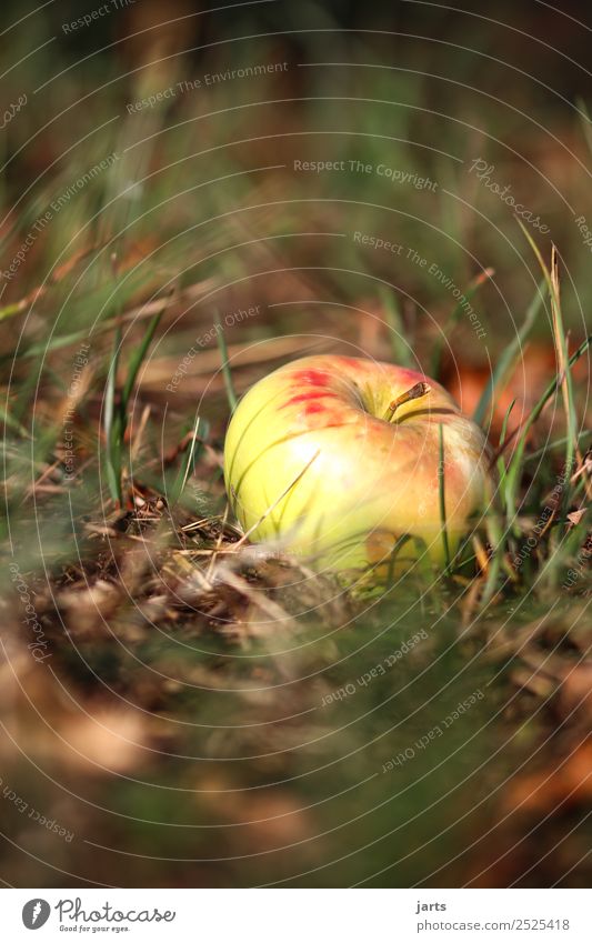 apfel II Frucht Sommer Herbst Schönes Wetter Pflanze Gras Wiese Feld Gesundheit glänzend natürlich gelb gold rot Natur Apfel Bioprodukte Farbfoto Außenaufnahme