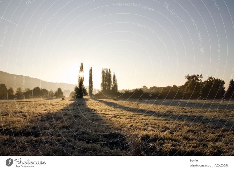 Morgensonne Natur Landschaft Wolkenloser Himmel Sonnenaufgang Sonnenuntergang Sonnenlicht Herbst Schönes Wetter Baum Sträucher Wiese Feld Stimmung ruhig Luft