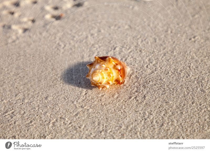 Kampf gegen Muschelschalen Strombus pugilis Sommer Meer Urwald Tier Wildtier Schnecke 1 braun gold orange Kampf gegen die Muschel Panzer Florida Meerestier