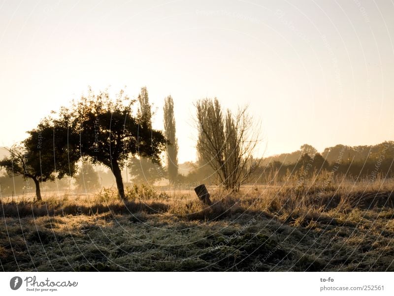 Morgensonne 2 Umwelt Natur Landschaft Wolkenloser Himmel Sonne Sonnenaufgang Sonnenuntergang Sonnenlicht Herbst Schönes Wetter Baum Gras Wiese kalt gold