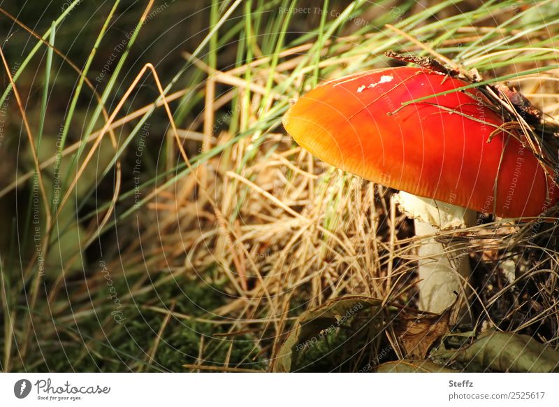 Fliegenpilz versteckt im Gras Pilz Pilzhut Amanita muscaria ungenießbar giftiger Pilz Versteck verstecken wachsen Lichtschein September Indian Summer Rotkäpchen