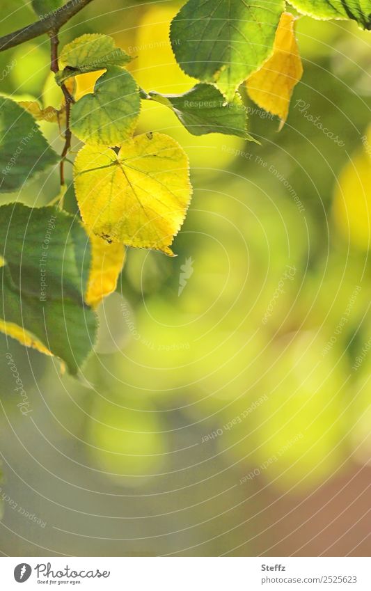 Lindenblätter an einem schönen Spätsommertag Zweig Herbstlaub Lichtstimmung Herbstgefühle vergänglich sonnig Septemberwetter Veränderung Wandel Altweibersommer