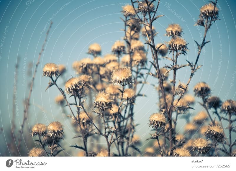 Saisonende Pflanze trocken blau braun welk Distel Herbst verblüht trist Gedeckte Farben Außenaufnahme Menschenleer Freisteller Sonnenlicht