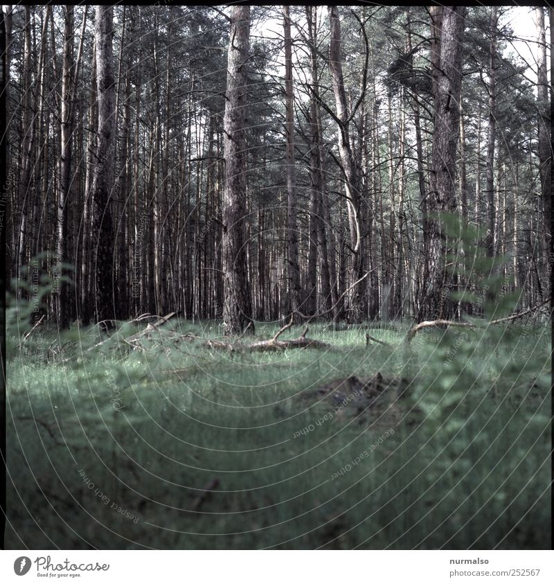 wo ist Rotkäppchen ? Freizeit & Hobby wandern Natur Pflanze Tier Wetter Baum Wald Blick stehen nachhaltig natürlich wild stagnierend Vergänglichkeit Fichte