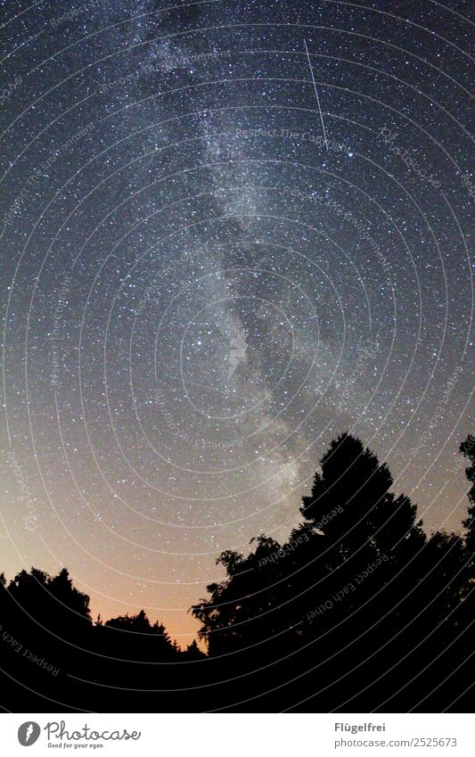 Wünsch dir was! Natur schön Milchstrasse Stern Galaxie Weltall Baum Tanne Wald dunkel Sternschnuppe Himmel träumen Farbfoto Außenaufnahme Textfreiraum unten