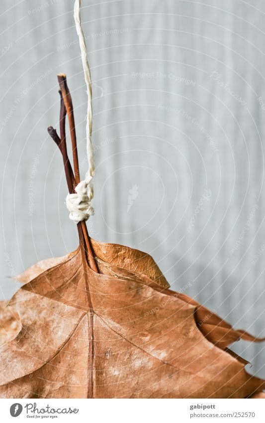 der Herbst lässt seine Blätter fallen Umwelt Natur Pflanze Blatt hängen dehydrieren trocken blau braun Zufriedenheit Geborgenheit Stress Endzeitstimmung