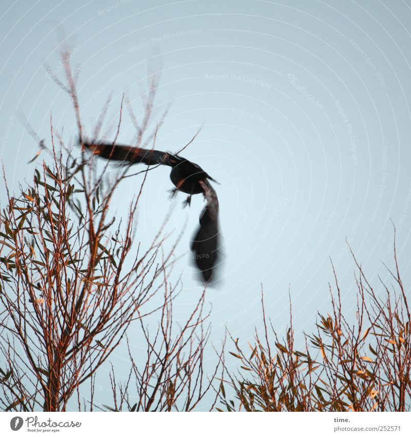 coast patrol Himmel Herbst Baum Blatt Vogel Flügel fliegen schwarz Krähe Abheben Ast Dynamik vertrocknet Farbfoto Gedeckte Farben Außenaufnahme Menschenleer