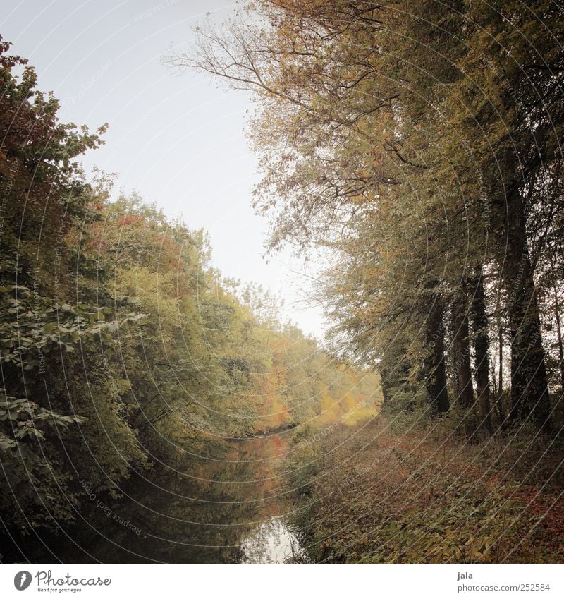 herbst Umwelt Natur Landschaft Pflanze Himmel Herbst Baum Sträucher Grünpflanze Wildpflanze Bach natürlich blau braun gelb grün Farbfoto Außenaufnahme