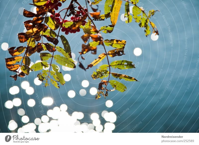 Ganz mein Herbst Sinnesorgane ruhig Natur Pflanze Urelemente Wasser Sonnenlicht Seeufer glänzend dehydrieren blau mehrfarbig Farbe Vergänglichkeit