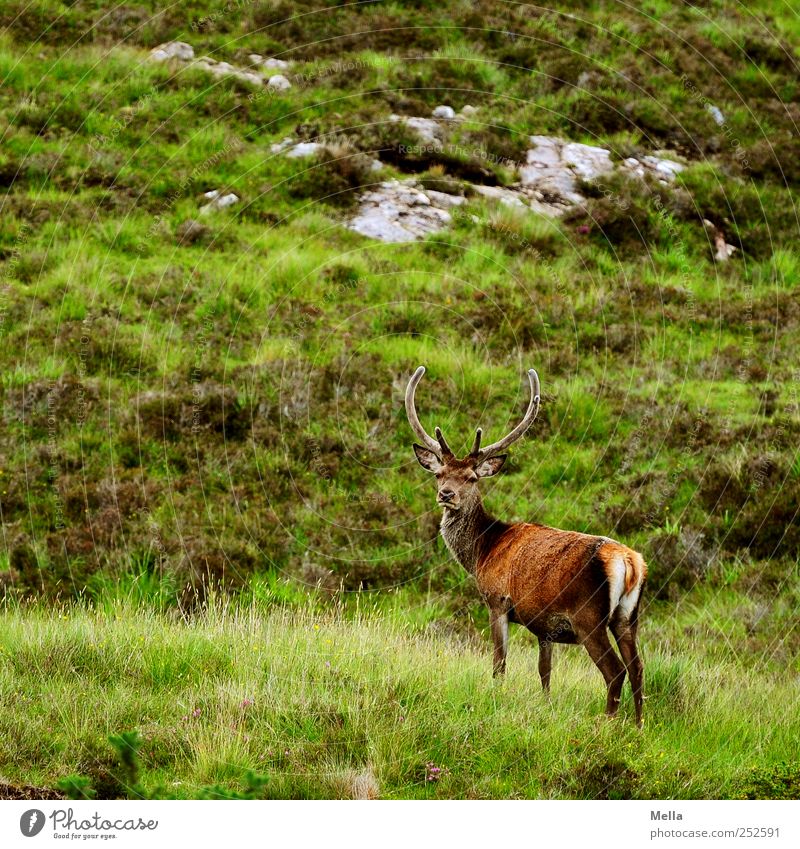 Stolz Umwelt Natur Landschaft Tier Gras Wiese Hügel Felsen Berge u. Gebirge Wildtier Hirsche Rothirsch Bleßwild Horn 1 Blick stehen frei natürlich grün Freiheit