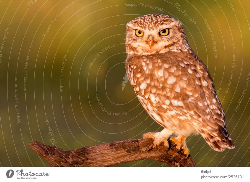 Süße Eule, kleiner Vogel mit großen Augen in der Natur schön Tier Wald Flügel lustig natürlich niedlich wild braun gelb gold grün schwarz weiß Tierwelt