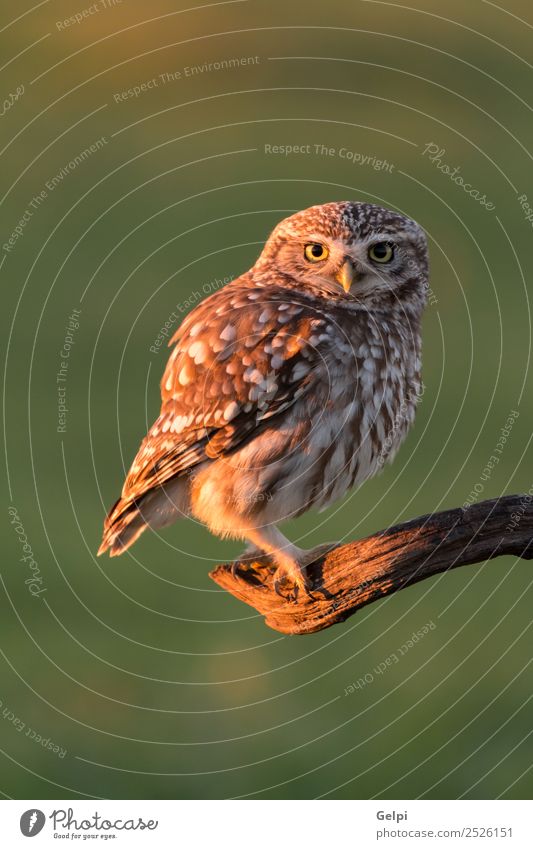 Süße Eule, kleiner Vogel mit großen Augen in der Natur schön Tier Wald Flügel lustig natürlich niedlich wild braun gelb gold grün schwarz weiß Tierwelt