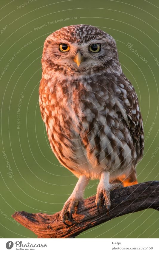 Süße Eule, kleiner Vogel mit großen Augen in der Natur schön Tier Wald Flügel lustig natürlich niedlich wild braun gelb gold grün schwarz weiß Tierwelt