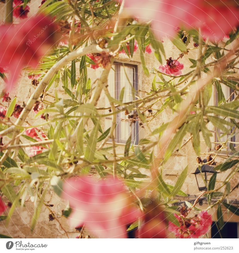 stalker's perspective Frühling Sommer Pflanze Baum Sträucher Blatt Blüte Dorf Haus Fassade Fenster beobachten Oleander rot Fensterrahmen Laterne