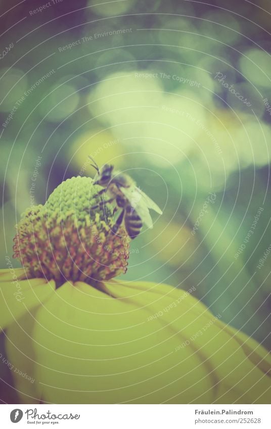 Fleißiges Bienchen. Umwelt Natur Pflanze Tier Sommer Blume Blüte Garten Park Wiese Wildtier Biene 1 Arbeit & Erwerbstätigkeit füttern gelb grün Frühlingsgefühle