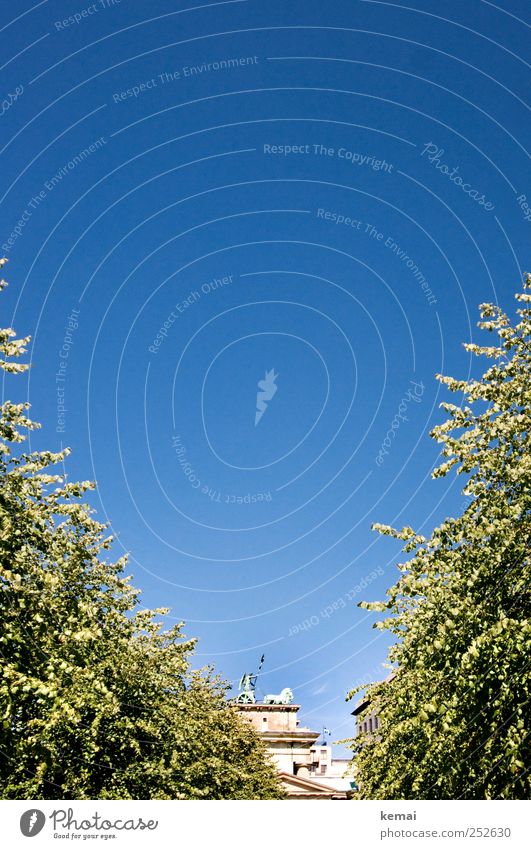 Seitliche Annäherung Umwelt Pflanze Himmel Wolkenloser Himmel Sonnenlicht Sommer Schönes Wetter Baum Grünpflanze Berlin Stadtzentrum Sehenswürdigkeit