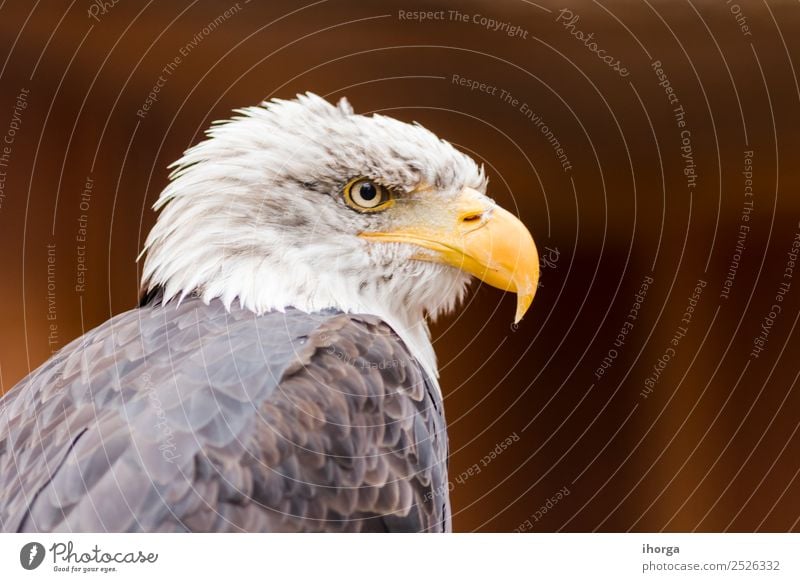 Porträt eines Weißkopfseeadlers (Haliaeetus leucocephalus) Gesicht Freiheit Natur Tier Glatze Wildtier Vogel Flügel 1 wild braun gelb schwarz weiß Amerikaner