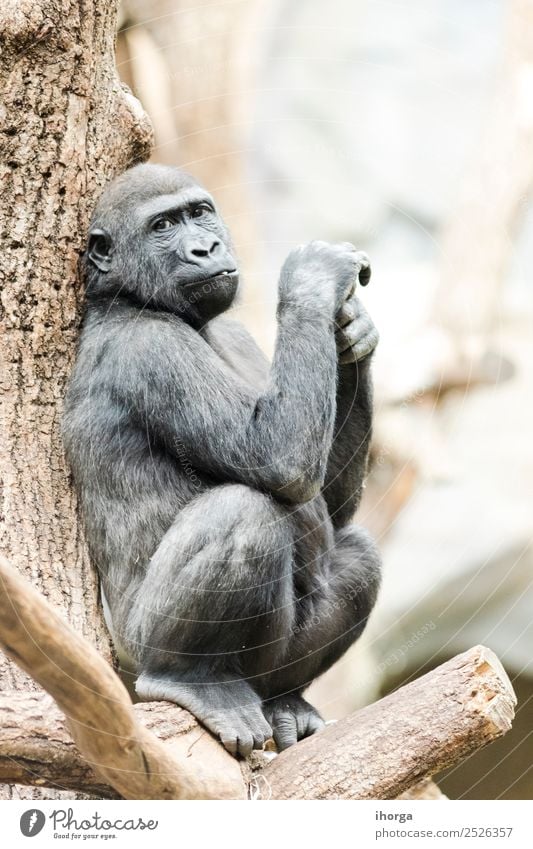 Gorilla auf einem Baum sitzend nachdenklich bei Tageslicht Gesicht Berge u. Gebirge Zoo Natur Tier Park Wald Urwald Pelzmantel Wildtier 1 natürlich stark wild