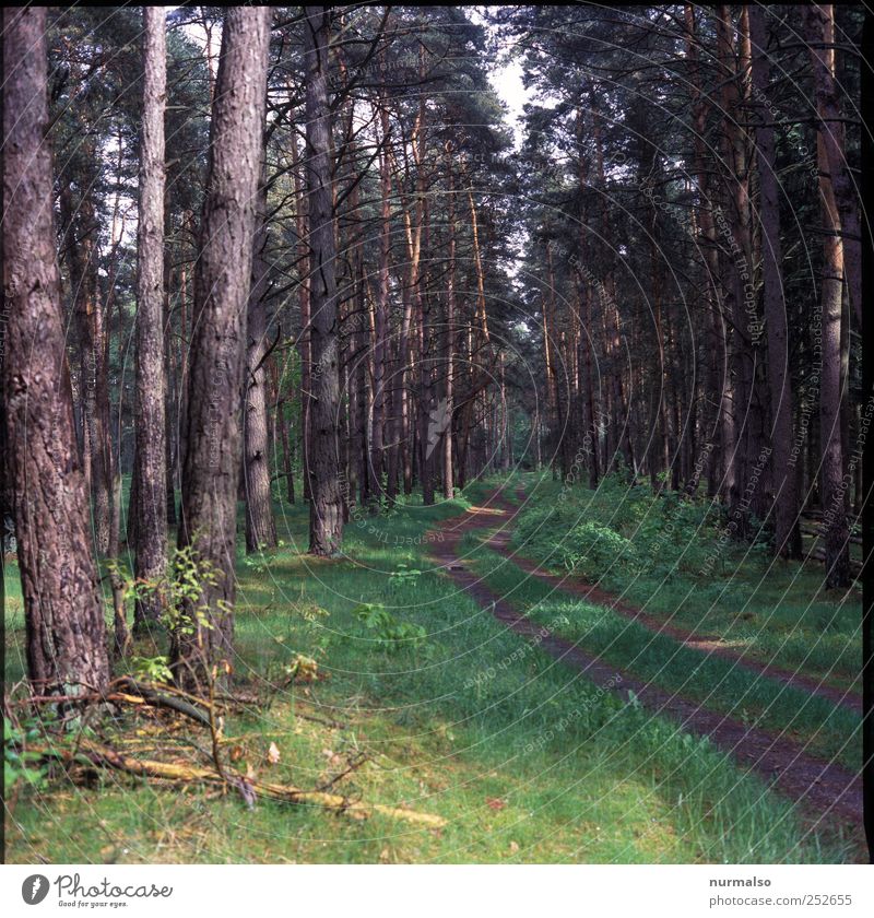 Rotkäppchens Weg Natur Pflanze Baum Wald Verkehrswege Wege & Pfade Erholung natürlich braun grün Fichtenwald Nadelwald Farbfoto Gedeckte Farben Morgen Fußweg