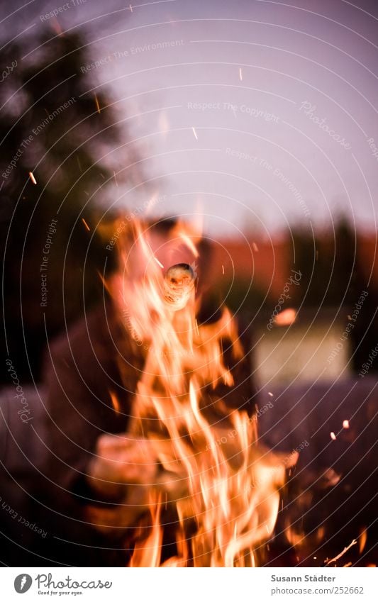 relight my Knüppelkuchen Abenteuer Camping Wolkenloser Himmel Baum Garten bedrohlich Feuer Lagerfeuerstimmung Feuerstelle knüppelkuchen Stockbrot Grillen