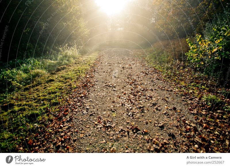 die unerträgliche Leichtigkeit des Herbstes Umwelt Natur Landschaft Pflanze Sonne Sonnenlicht Baum Gras Sträucher Blatt Wald leuchten Freundlichkeit frisch