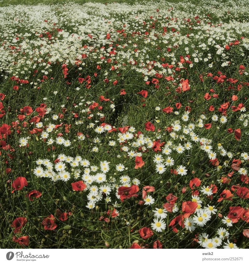 Blumenmeer Umwelt Natur Landschaft Pflanze Klima Schönes Wetter Wiese hell schön mehrfarbig Mohn Blumenwiese Farbfoto Gedeckte Farben Außenaufnahme