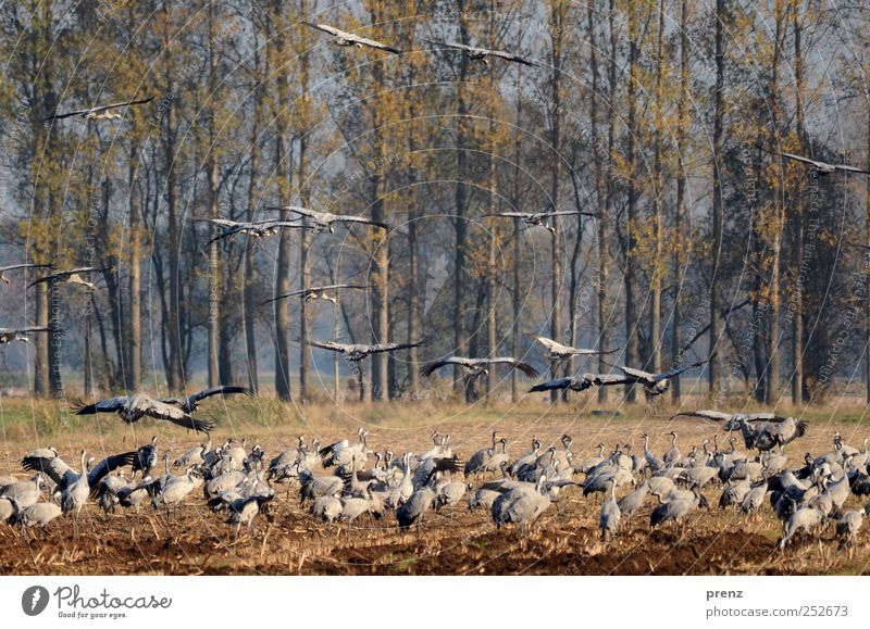 Kraniche Baum Feld Tier Wildtier Vogel Tiergruppe Schwarm fliegen blau grau viele Pappeln Fressen Brandenburg Flügel Farbfoto Außenaufnahme Menschenleer Abend