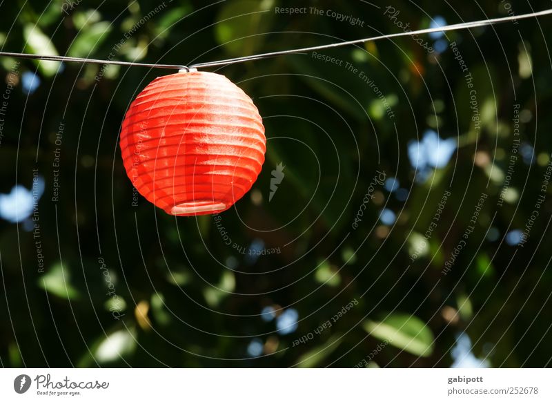 Rote Laterne Baum Garten Lampion Licht exotisch Freundlichkeit Fröhlichkeit lustig grün rot Lebensfreude Freizeit & Hobby Freude Lichterkette Papier