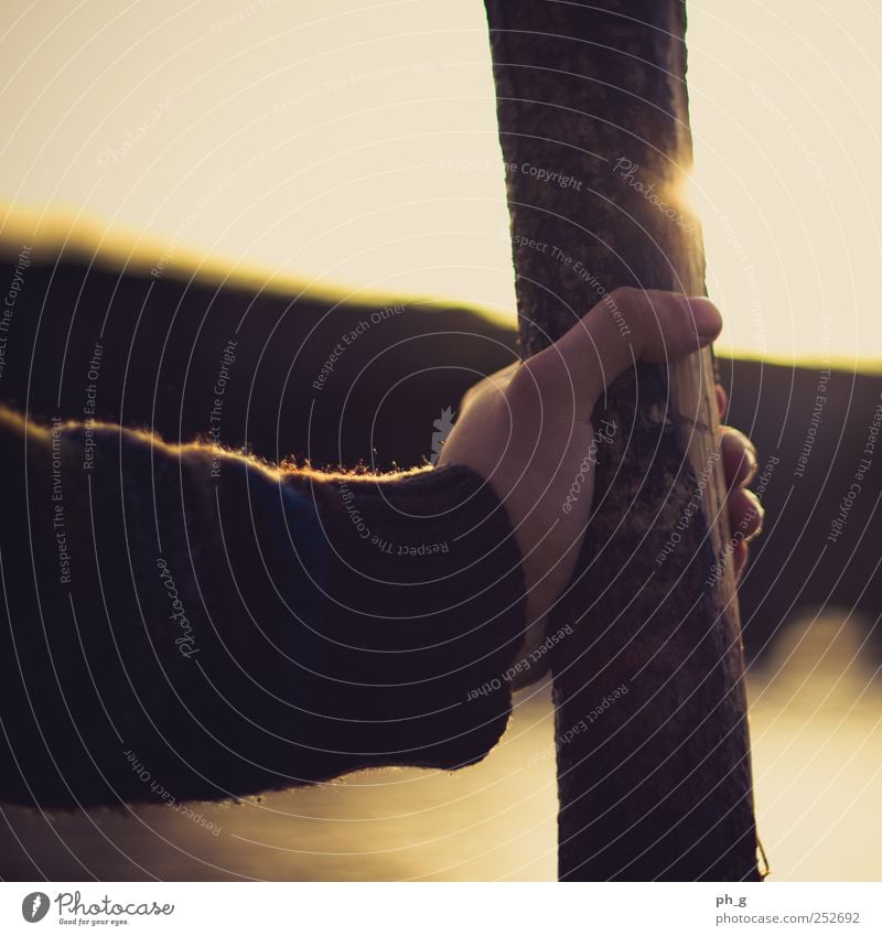 Holding on... to a log. Mensch maskulin Arme Hand 1 Wolkenloser Himmel Sonne Sonnenaufgang Sonnenuntergang Sonnenlicht Sommer Baum Pullover berühren entdecken