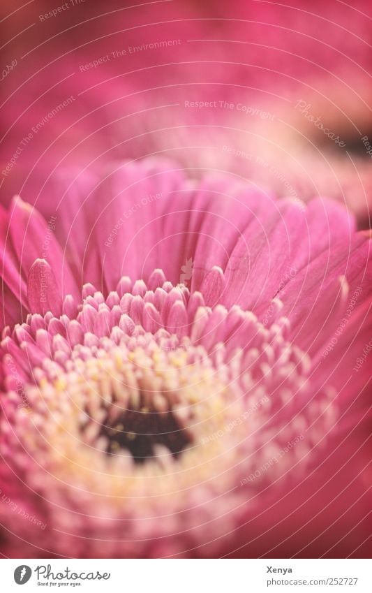 Alte Liebe Pflanze Blume Blüte Gerbera retro rosa Romantik Valentinstag Blühend Gedeckte Farben Nahaufnahme Menschenleer Textfreiraum oben Unschärfe