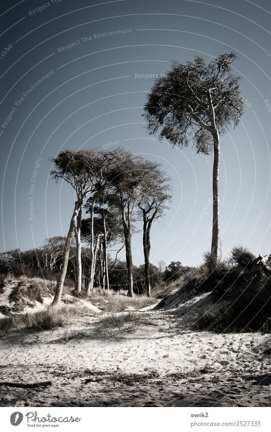 Ins Blaue Umwelt Natur Landschaft Pflanze Wolkenloser Himmel Horizont Schönes Wetter Baum Sträucher Küste Ostsee Weststrand stehen fest Zusammensein groß hoch