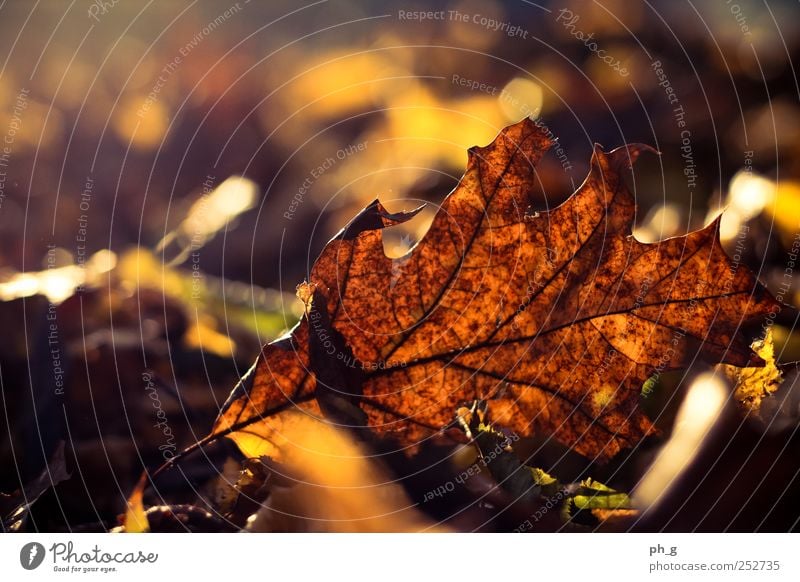 Es ist wieder soweit. Natur Pflanze Herbst Schönes Wetter Baum Blatt Park ästhetisch hell schön braun gelb gold Farbfoto mehrfarbig Außenaufnahme Detailaufnahme