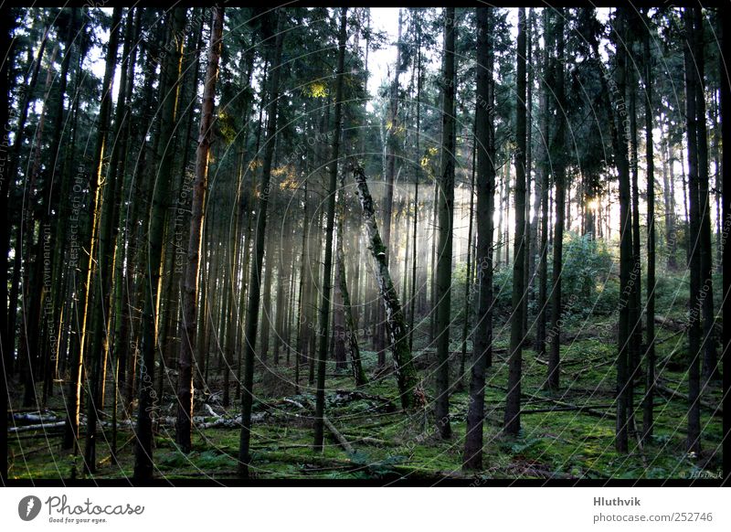 Ein starker Glanz Umwelt Natur Landschaft Pflanze Urelemente Sonne Sonnenaufgang Sonnenuntergang Sonnenlicht Herbst Nebel Nordlicht Baum Grünpflanze Wald Hügel