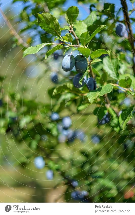 #S# Pflaumenbaum IV Frucht Glück violett grün viele Ernte heimisch Tradition Bioprodukte Vegetarische Ernährung reif Nutzpflanze Garten Gesundheit Gartenarbeit