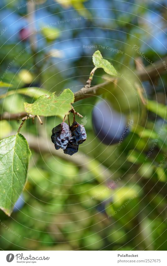 #S# Pflaume top vs flop Frucht Glück Pflaumenbaum violett Baum Top Misserfolg vertrocknet Dürre grün heimisch Bioprodukte Vegetarische Ernährung verschrumpelt