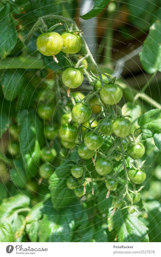 #S# Tomatenrudel Gemüse Ernährung gut klein grün unreif viele Garten Bioprodukte Sträucher Vorfreude Gartenarbeit Pflanze Eigenanbau lecker rund Marktstand