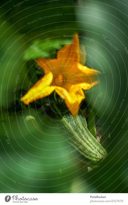 #S# Zucchiniblüte Gemüse dick lecker Garten Gartenarbeit Gesunde Ernährung Bioprodukte grün gelb Gemüsesuppe Suppe Detailaufnahme schön Marktstand heimisch