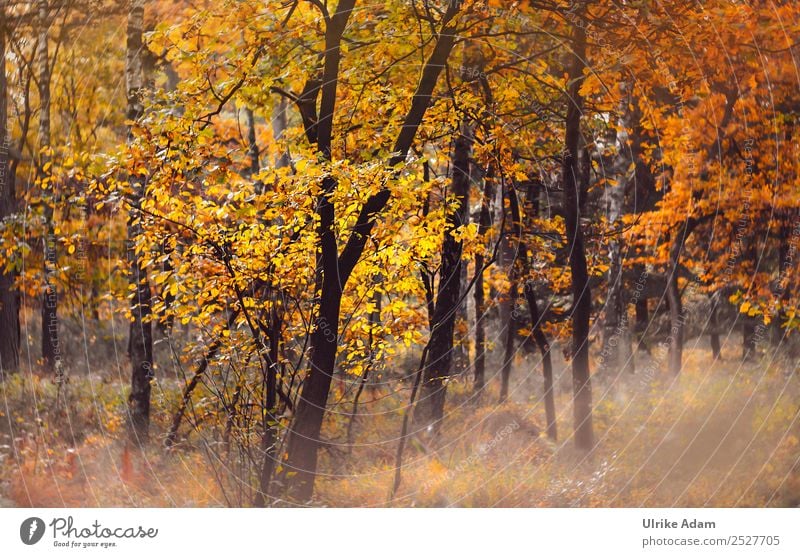 Herbstwald Tapete Erntedankfest Natur Landschaft Pflanze Baum Blatt Laubbaum Herbstlaub herbstlich Buche Eiche Buchenblatt Herbstfärbung Herbstlandschaft Wald