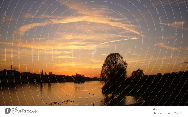 Sonnenuntergang Heidelberg Neckarwiese Wasser Fluss Himmel Natur Wolken blau Reflexion & Spiegelung Gelassenheit Linien