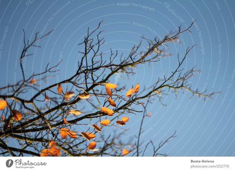 Unverhofftes Blau Ausflug Ferne wandern Wolkenloser Himmel Sonne Herbst Schönes Wetter Blatt Park glänzend verblüht dehydrieren ästhetisch Freundlichkeit blau